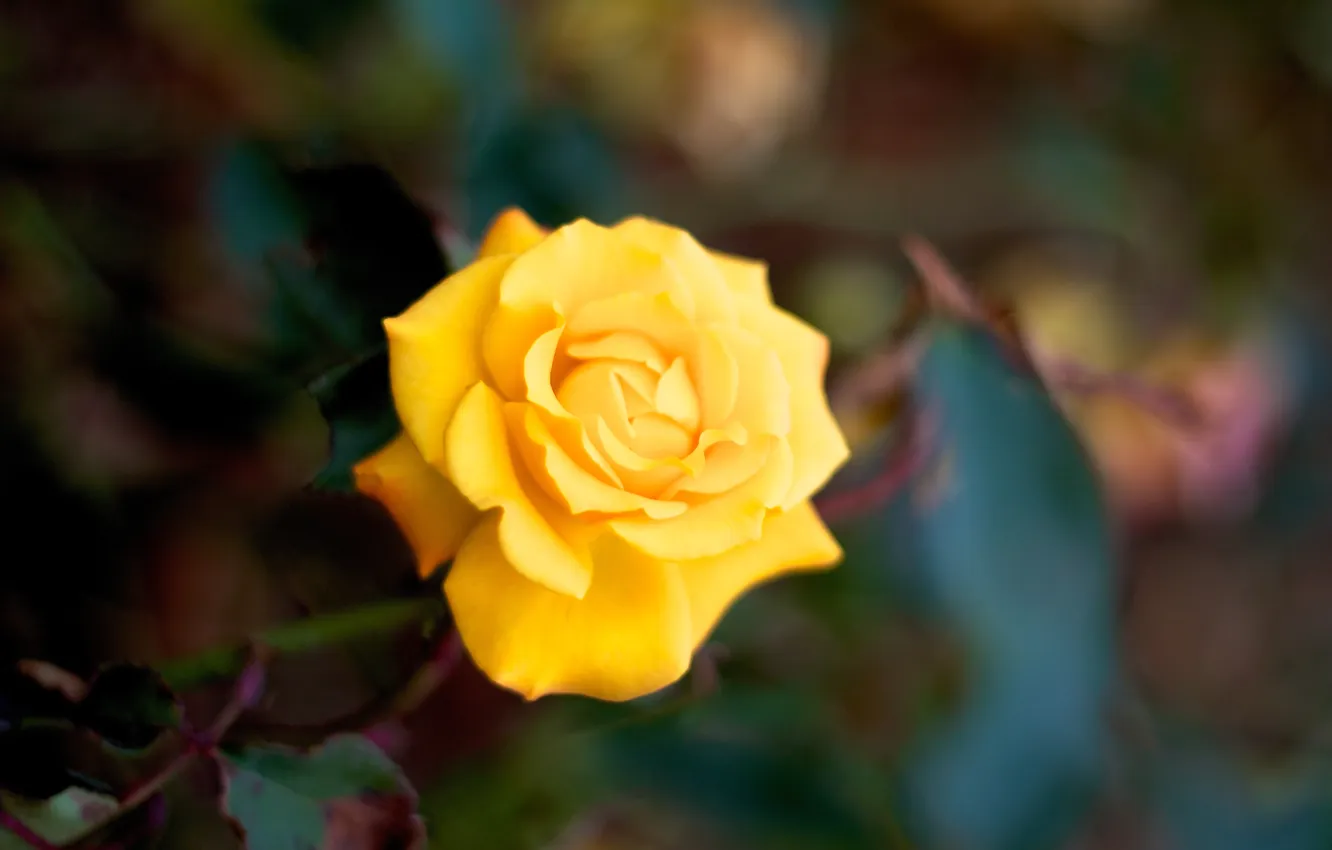 Photo wallpaper macro, yellow, roses, petals, flower. nature