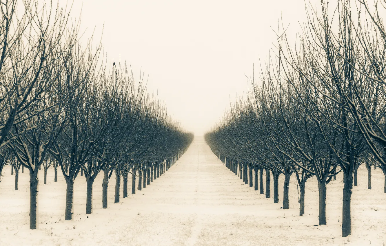 Photo wallpaper winter, trees, garden