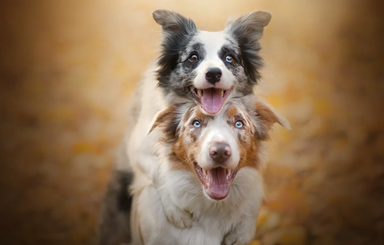 Photo wallpaper dogs, joy, a couple, friends, bokeh, two dogs, The border collie