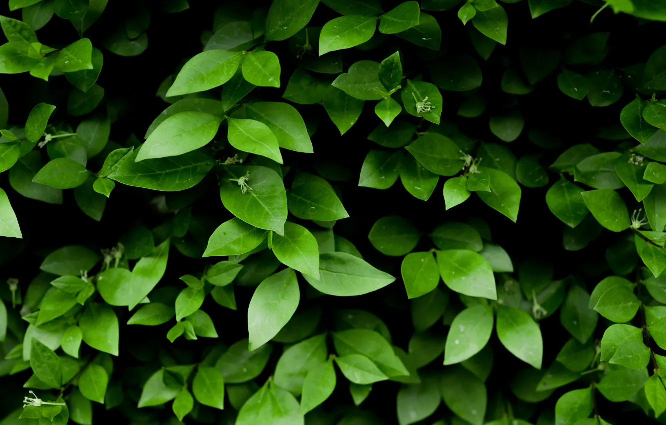 Photo wallpaper Nature, Leaves, Green, Plants, Flora, Sheets, by Skitterphoto, Green Leafy Plant
