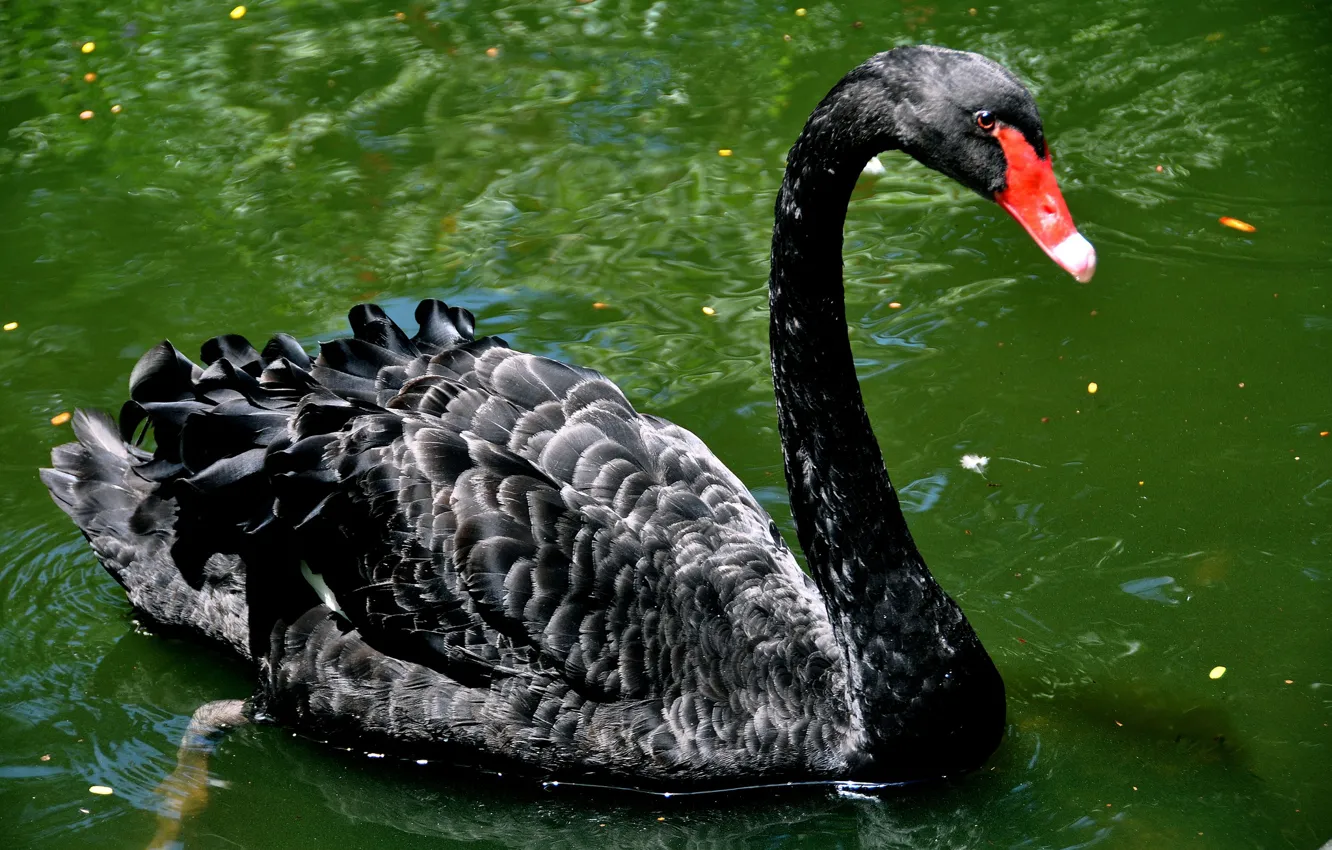 Photo wallpaper bird, pond, neck, black Swan