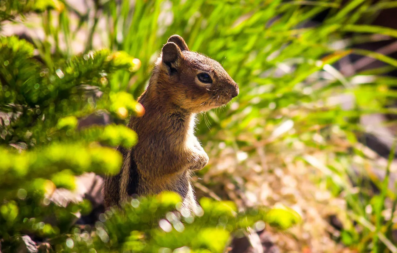 Photo wallpaper Chipmunk, stand, animal, rodent, chipmunk