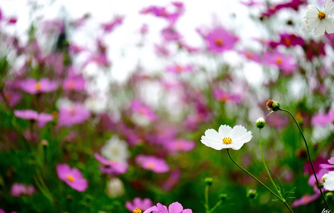 Photo wallpaper flowers, focus, pink, white, field, kosmeya