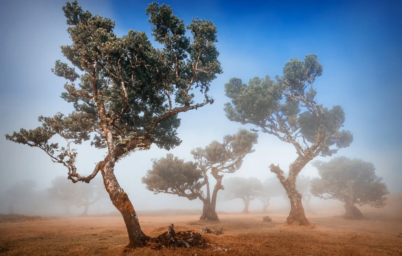 Photo wallpaper trees, fog, trees, fog, Adrian Popan