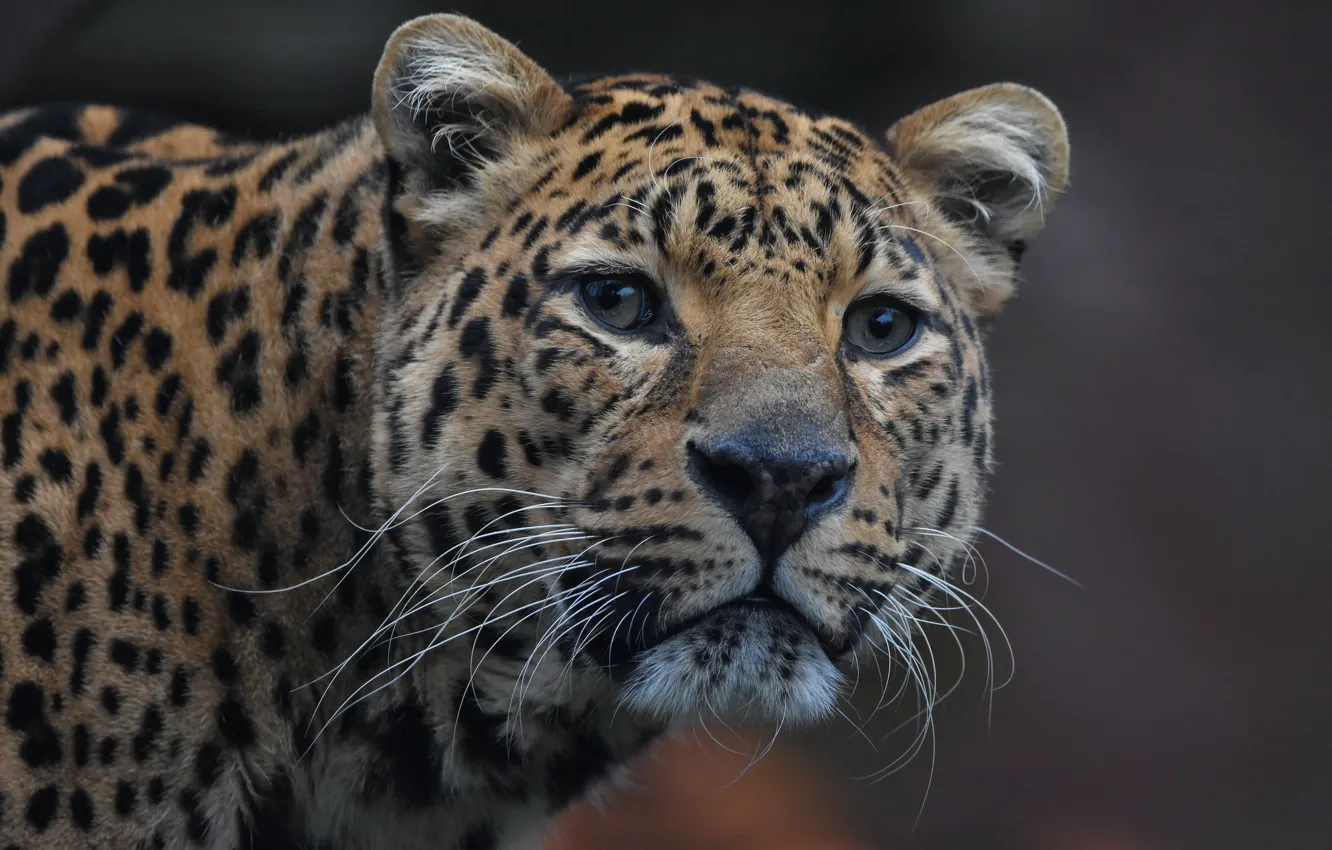 Photo wallpaper Cat, Jaguar, Beauty, Wild
