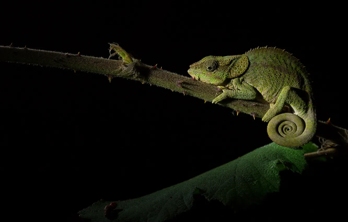 Photo wallpaper chameleon, leaf, stem, black background, reptile