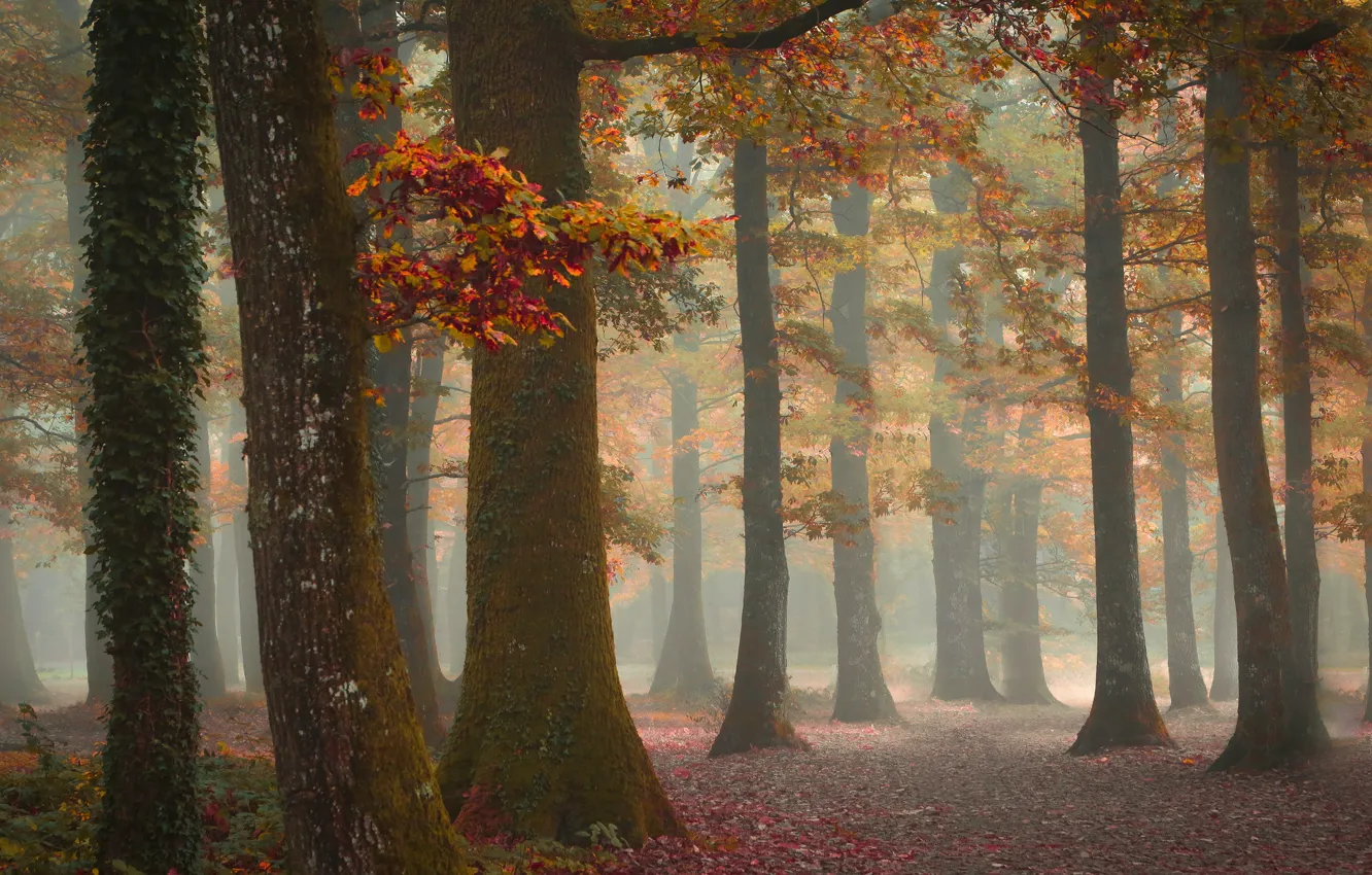 Photo wallpaper autumn, forest, leaves, trees, landscape, branches, nature, fog