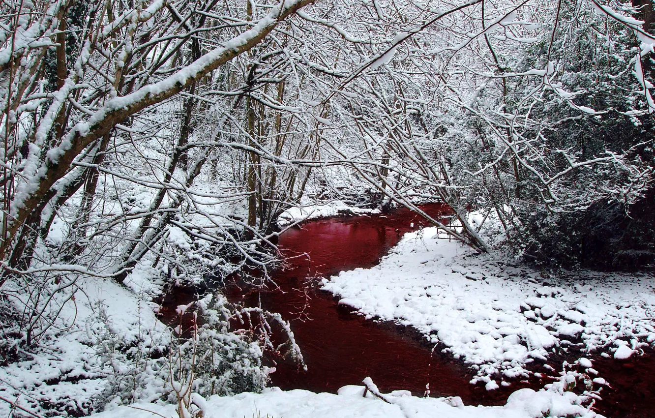 Photo wallpaper winter, forest, snow, trees, blood, river