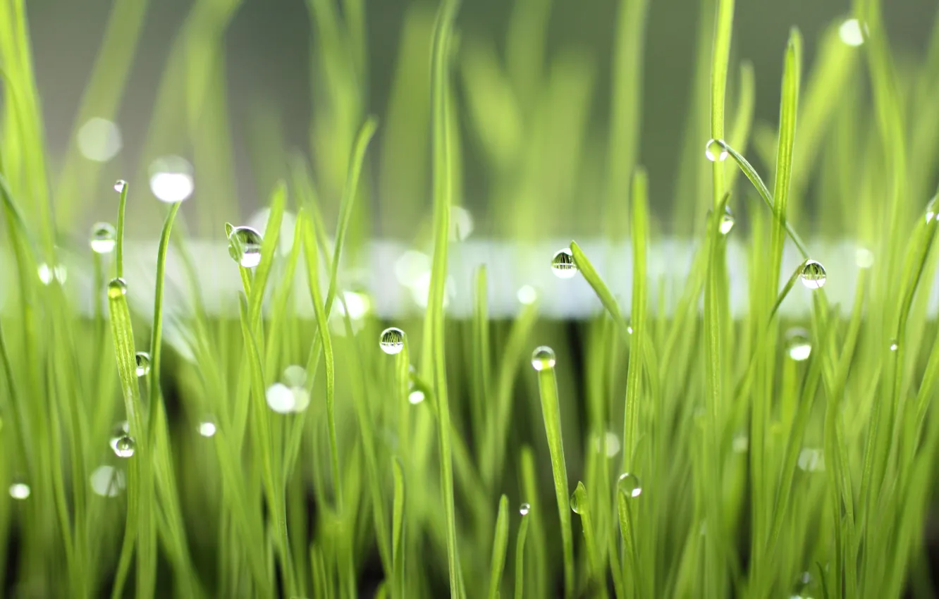 Photo wallpaper grass, drops, macro, Rosa, morning