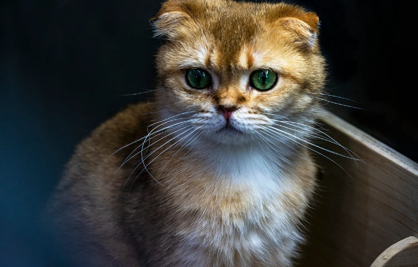 Photo wallpaper fold, muzzle, the cat is watching