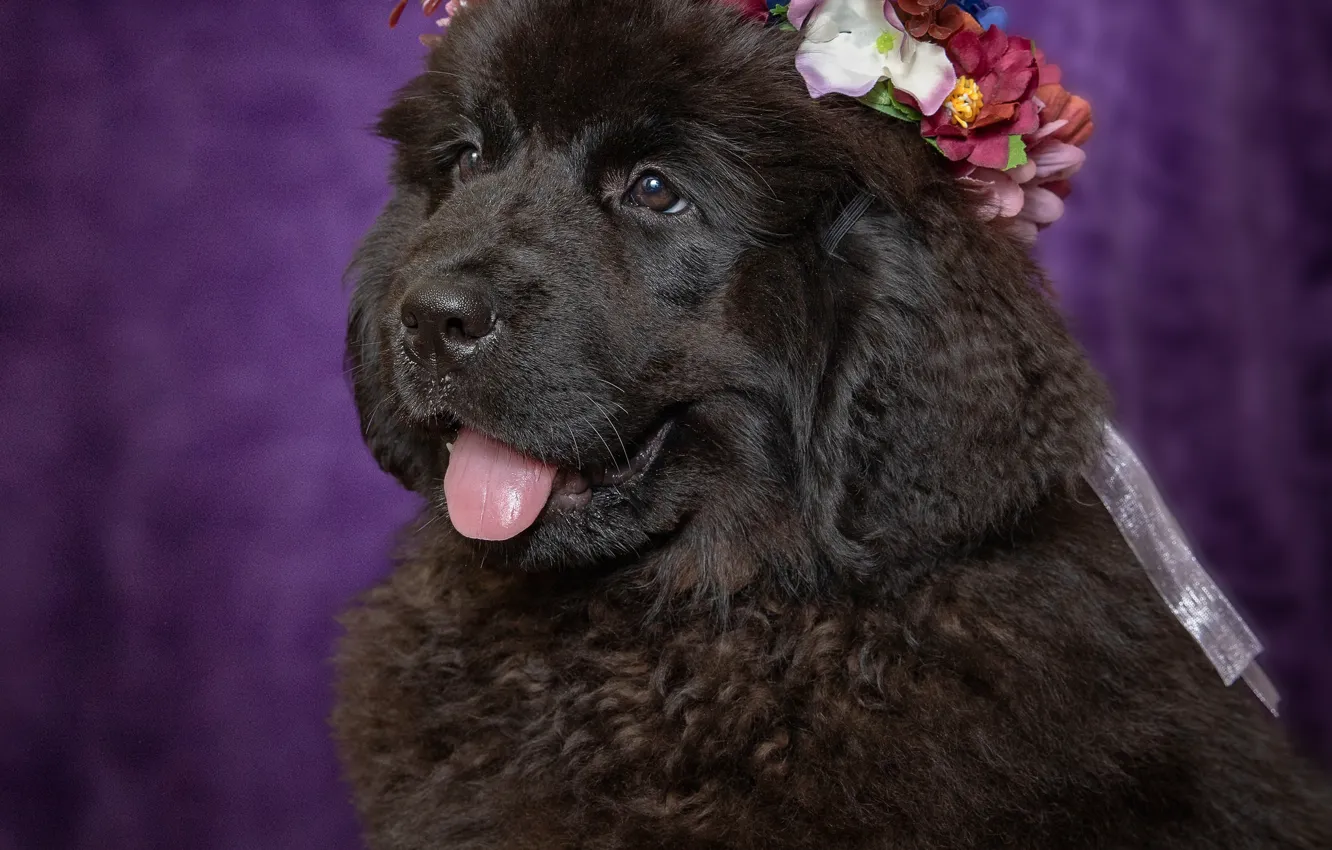 Photo wallpaper language, background, portrait, dog, puppy, face, wreath, doggie