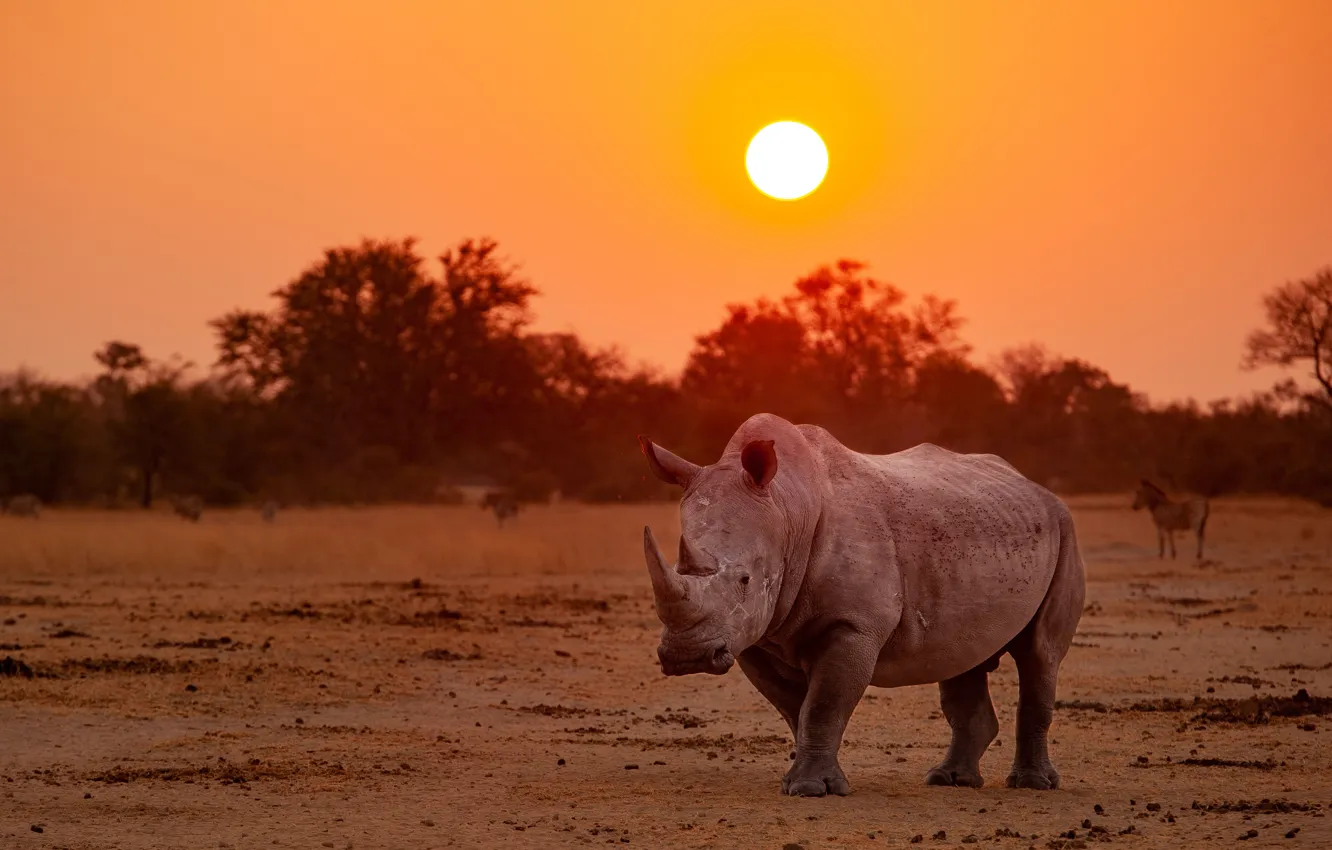 Photo wallpaper field, the sun, trees, sunset, Africa, walk, Rhino