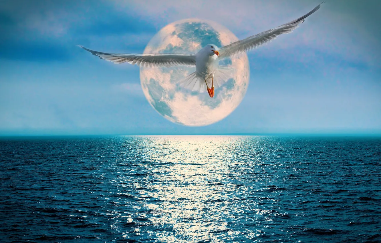 Photo wallpaper the ocean, the moon, Seagull, track