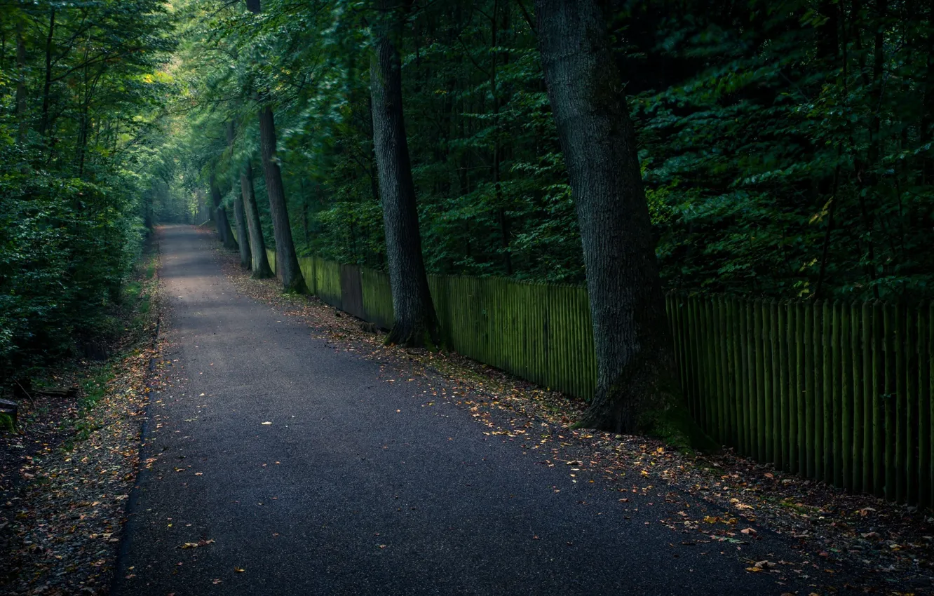 Photo wallpaper leaves, trees, nature, background, widescreen, Wallpaper, track, wallpaper