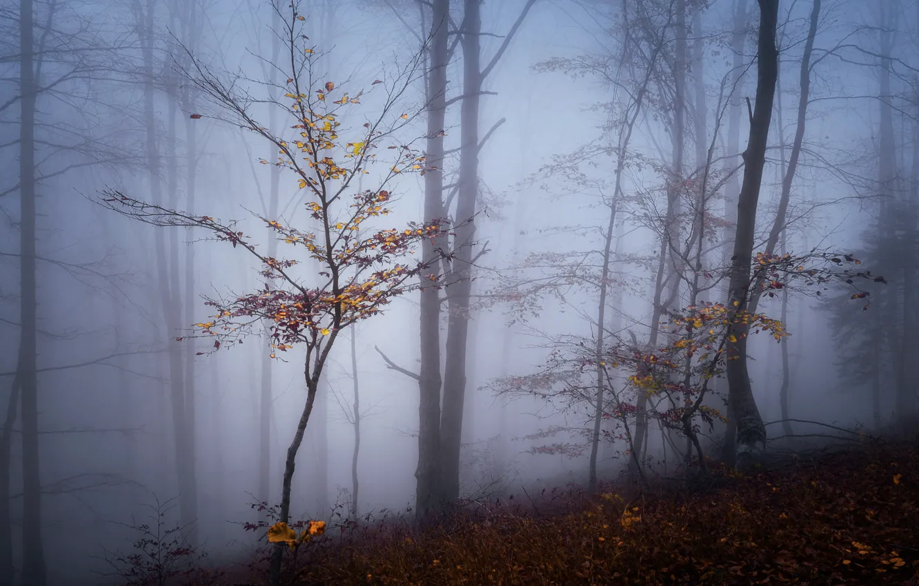Photo wallpaper autumn, forest, trees, nature, fog, Bulgaria, Bulgaria