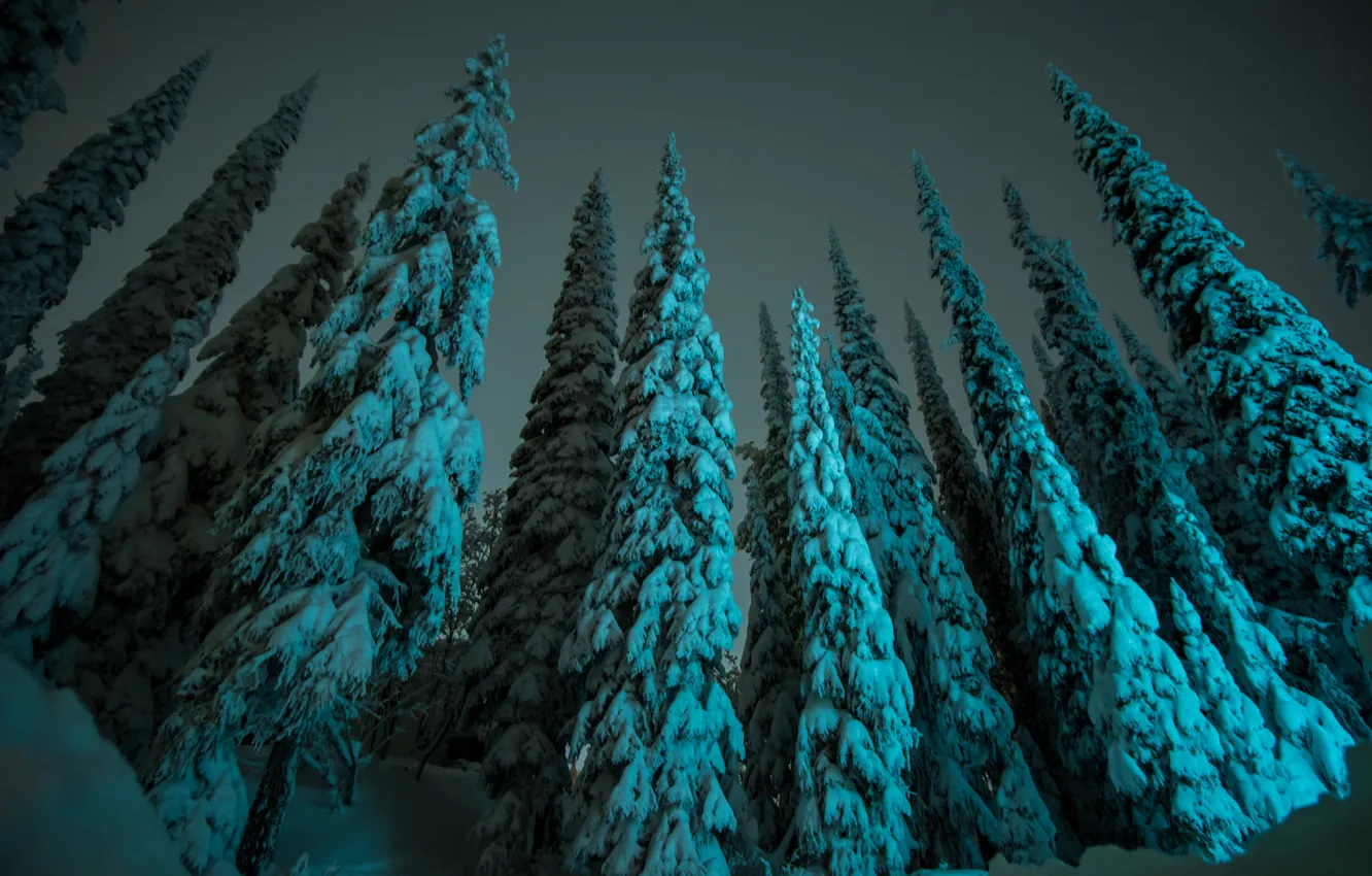 Wallpaper Winter Forest Snow Night Nature For Mobile And Desktop