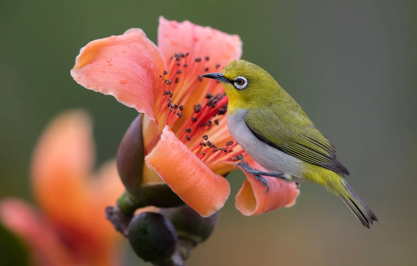 Photo wallpaper flower, orange, background, bird, bird, Japanese white-eye
