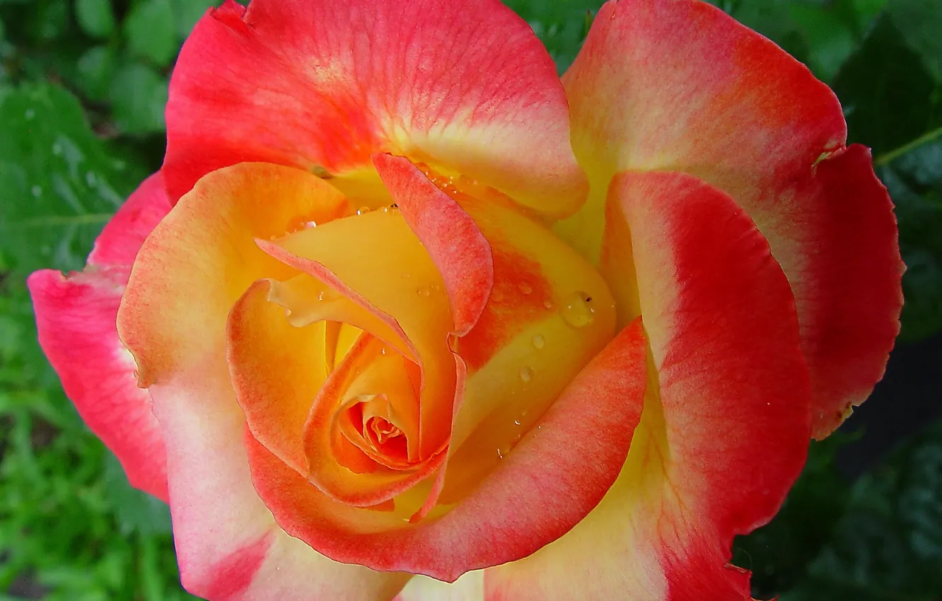 Photo wallpaper drops, macro, roses, petals, buds