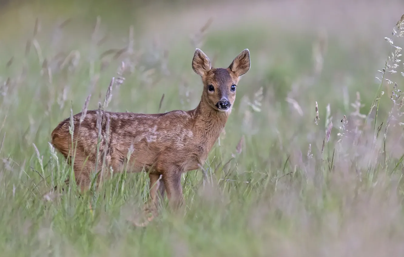 Photo wallpaper grass, baby, fawn