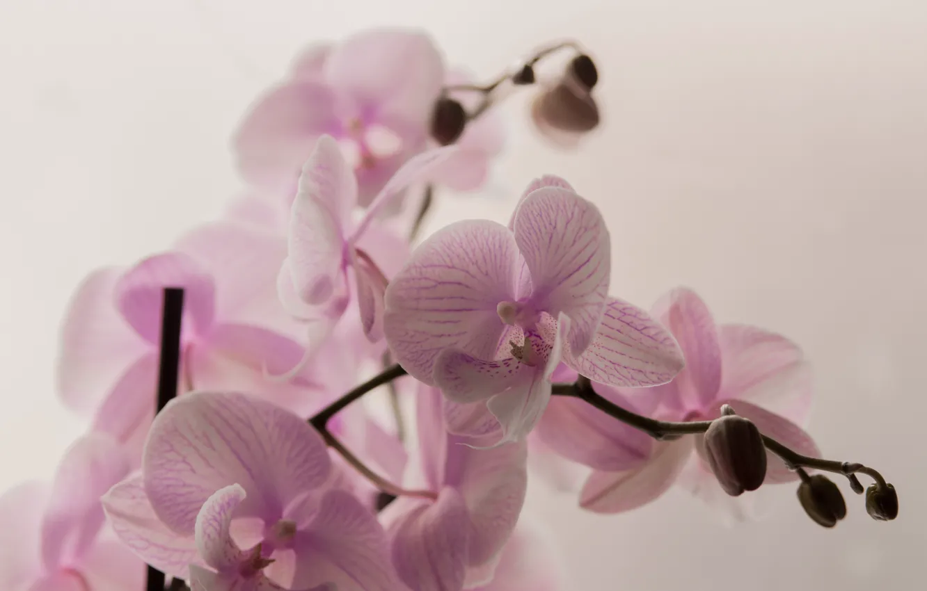 Photo wallpaper flowers, pink, branch, Orchid