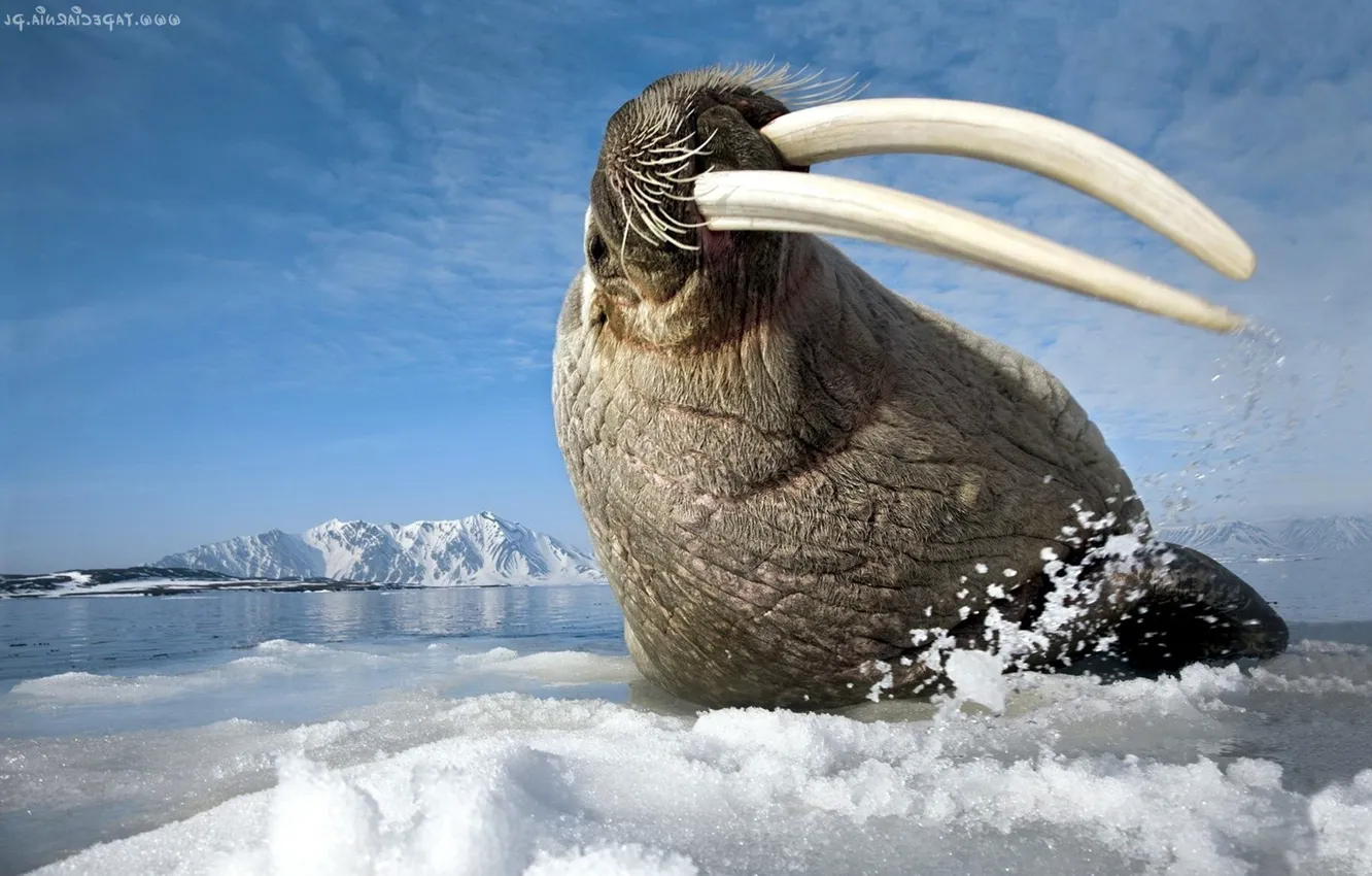 Photo wallpaper animal, cold, Walrus, ocean animal