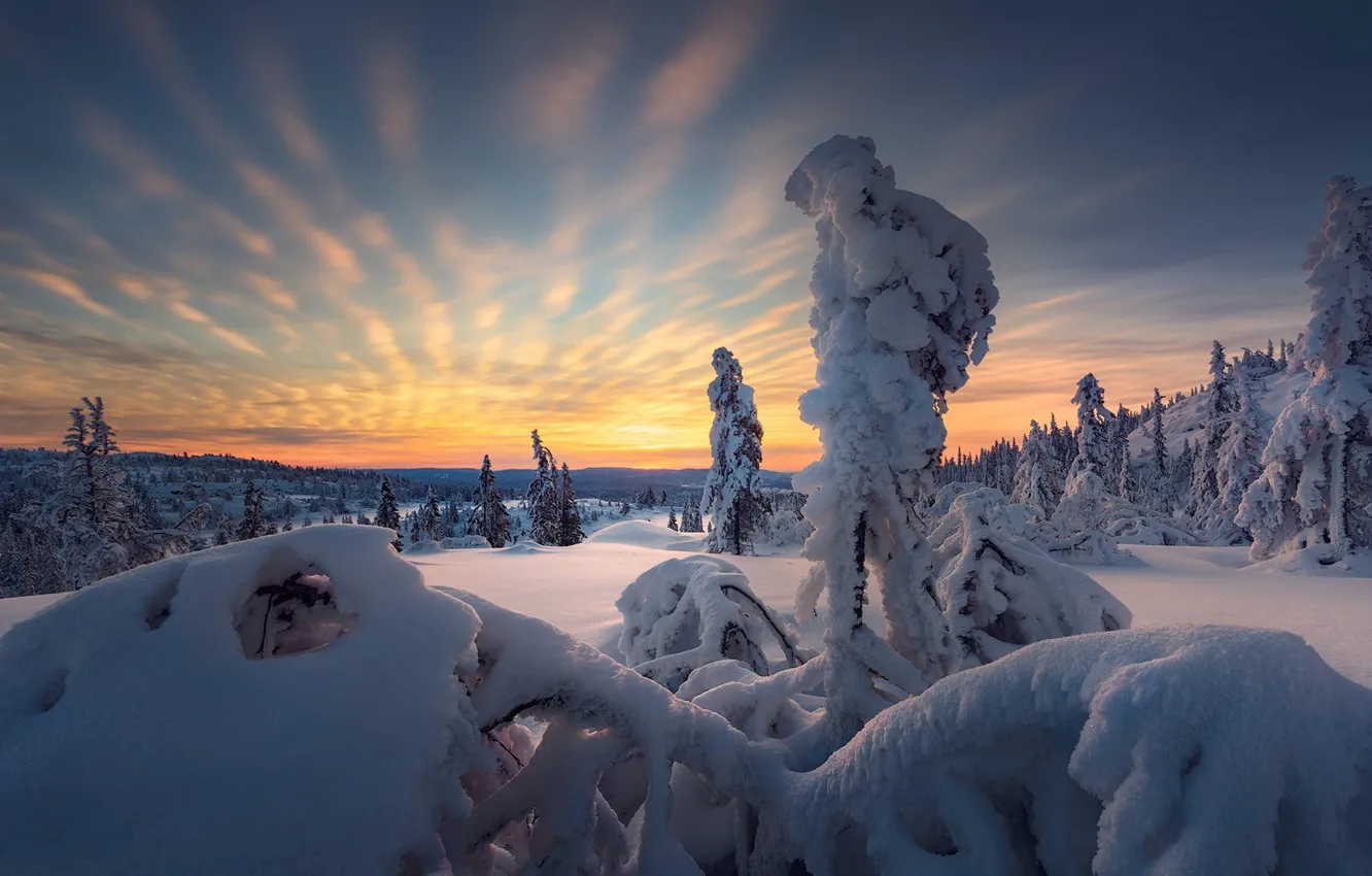 Photo wallpaper winter, snow, sunset, frost