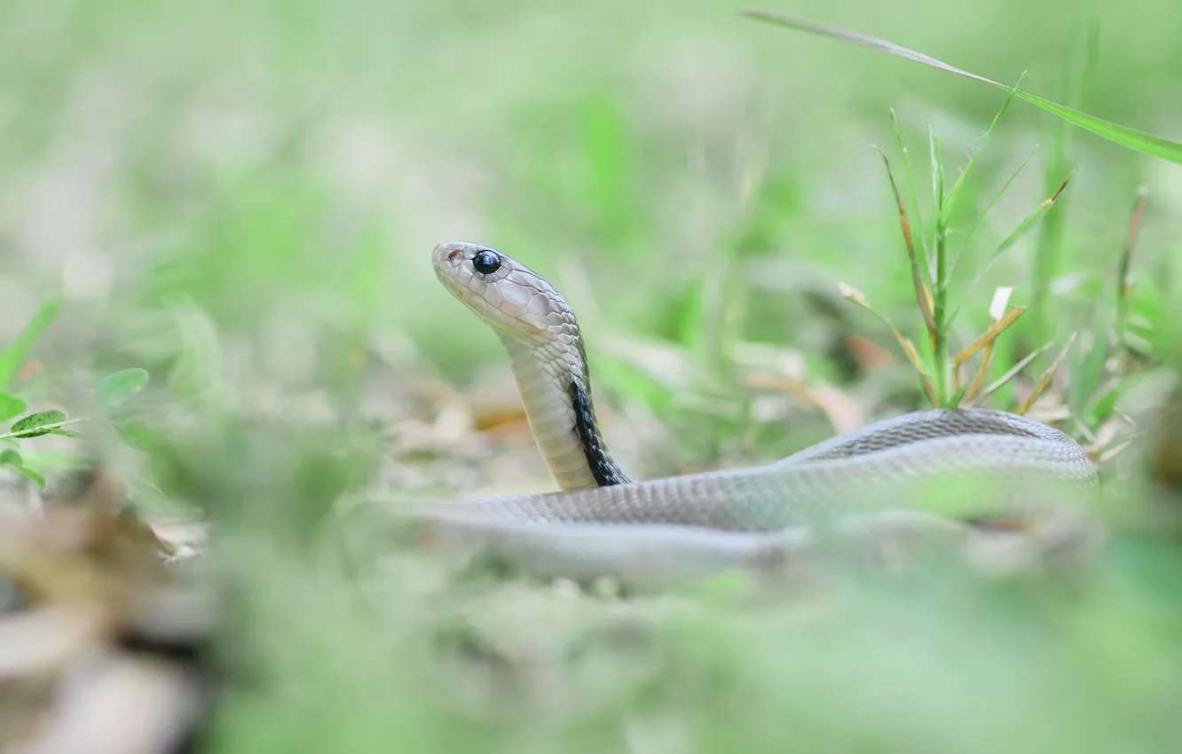 Photo wallpaper grass, look, nature, background, snake, light, reptile, blurred