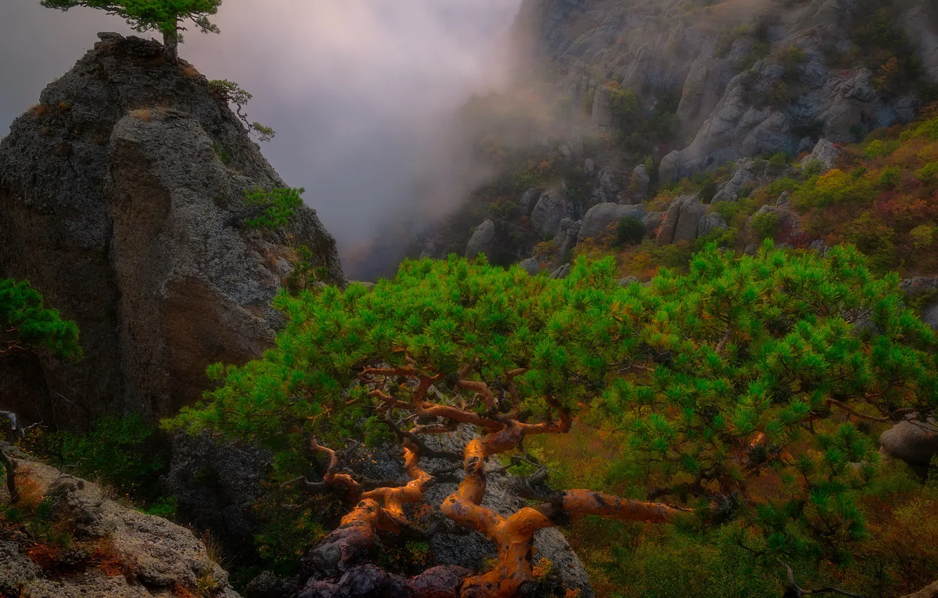 Photo wallpaper clouds, trees, landscape, mountains, nature, fog, stones, rocks