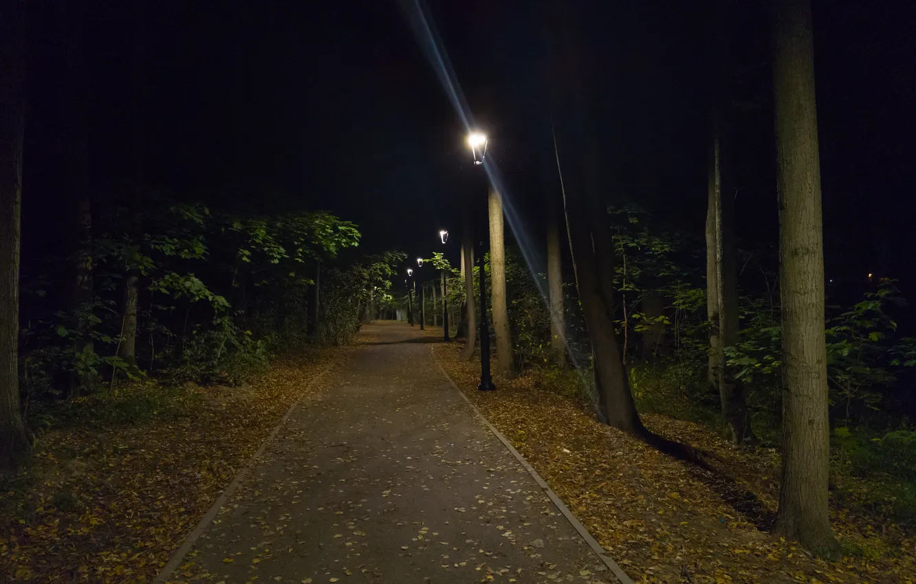 Photo wallpaper road, forest, trees, night, lights, Moscow, Russia, Artem