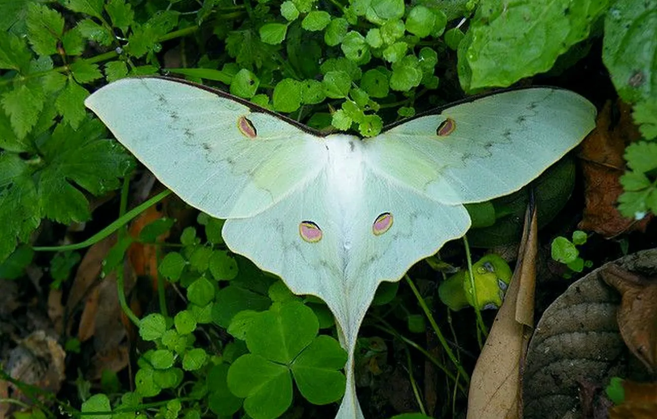 Photo wallpaper leaves, microsemi, butterfly, wings, insect, beautiful, closeup