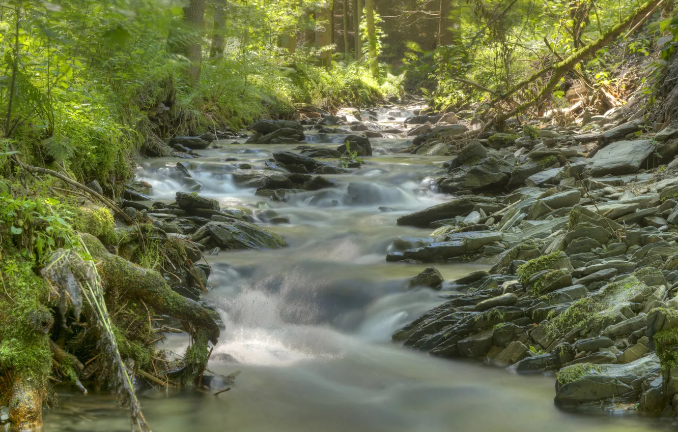 Photo wallpaper forest, trees, nature, river