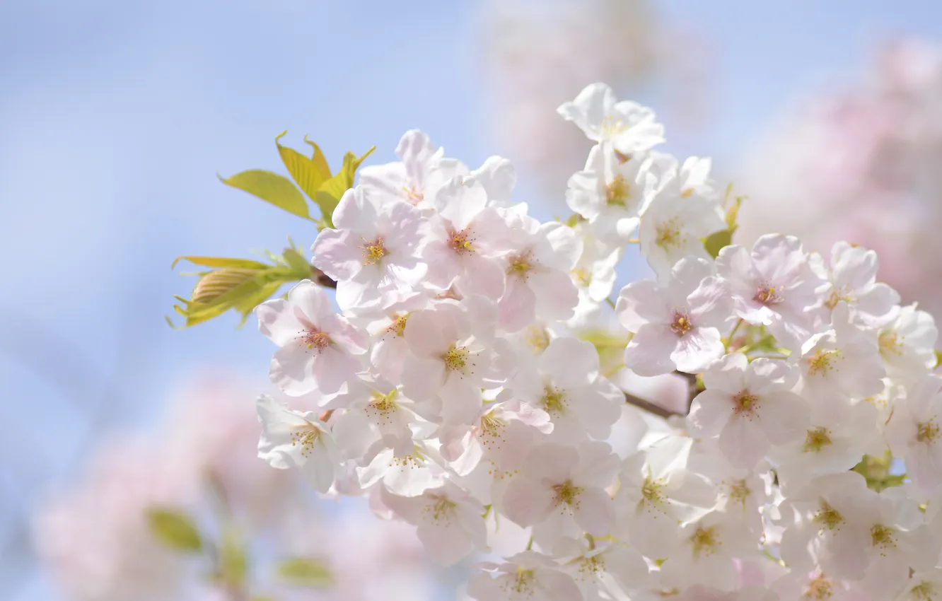 Photo wallpaper macro, branches, cherry, spring, flowering
