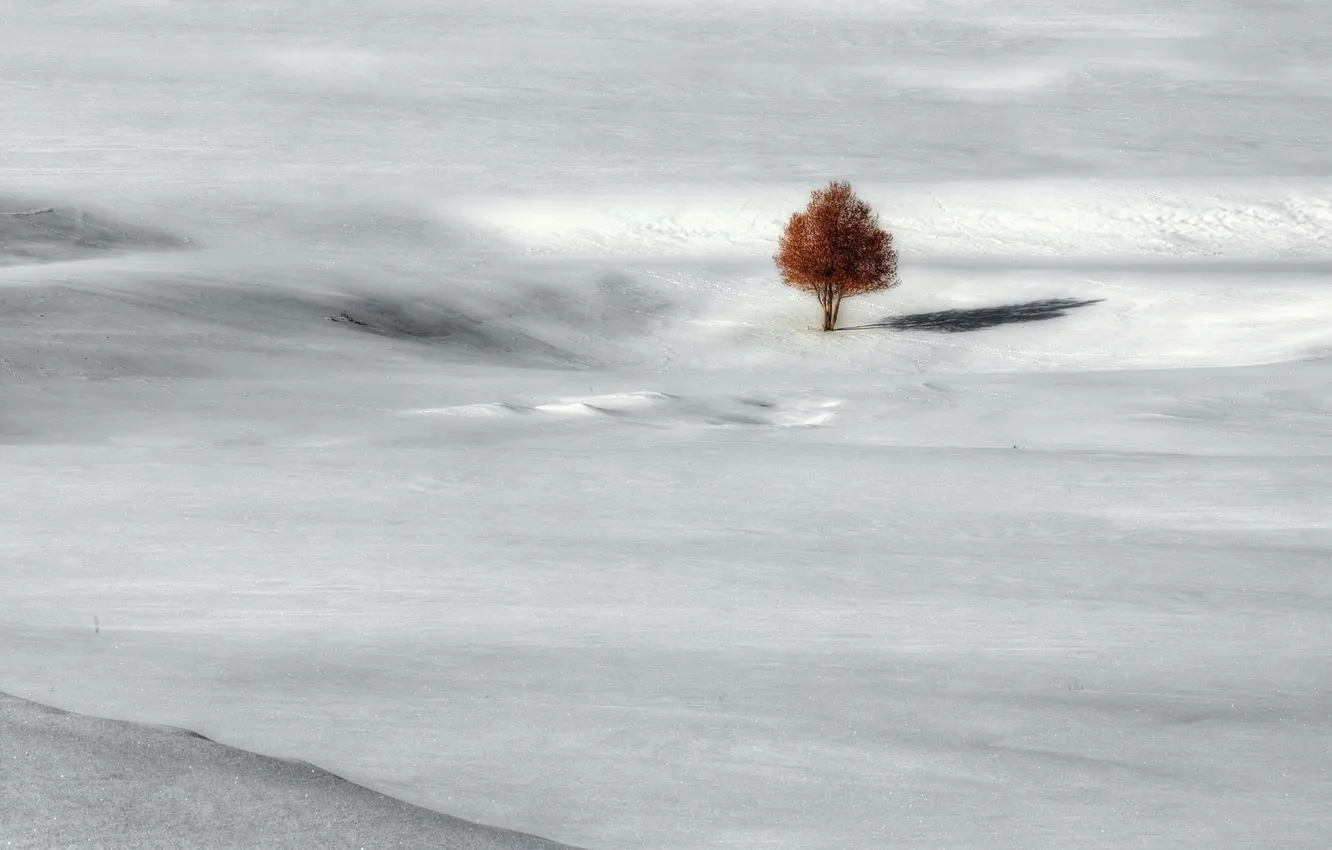 Photo wallpaper winter, field, trees, landscape
