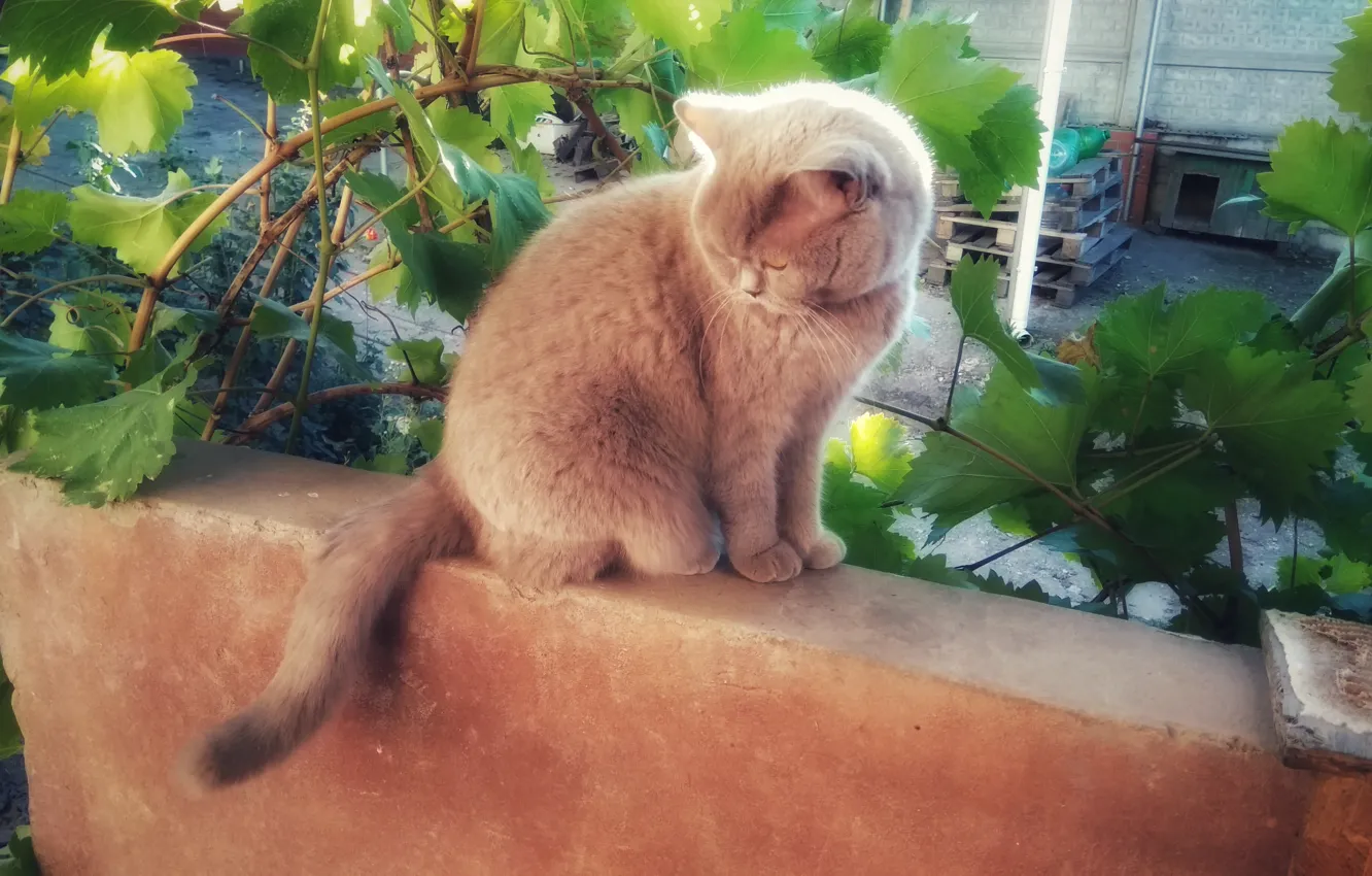 Photo wallpaper autumn, cat, cat, the sun, grey, grapes, British, British