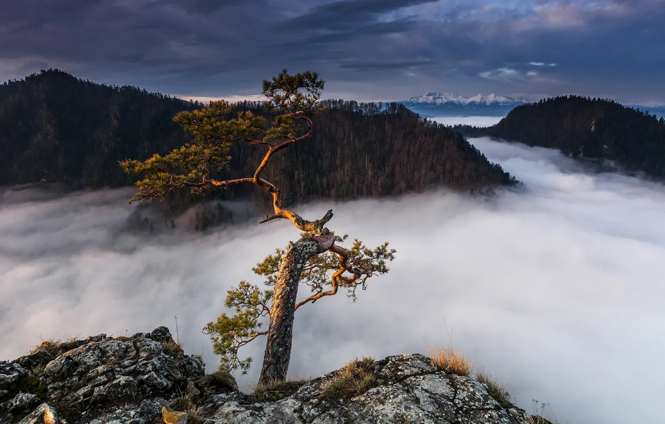 Photo wallpaper mountains, fog, tree