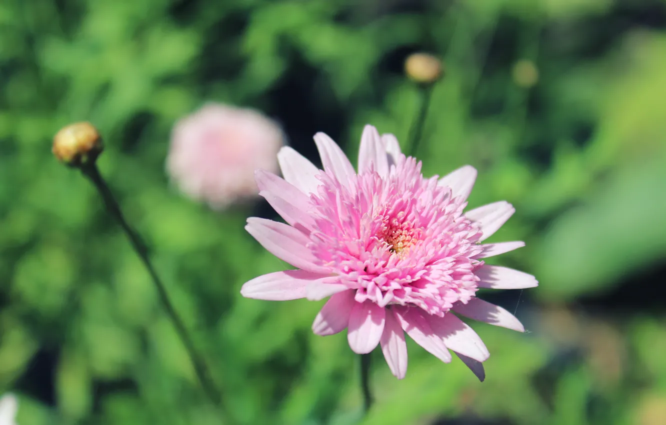 Photo wallpaper flower, nature, pink, macro