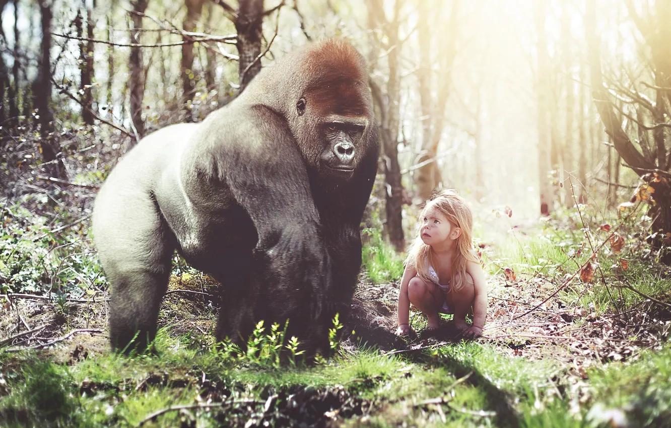 Photo wallpaper forest, the situation, monkey, gorilla, girl