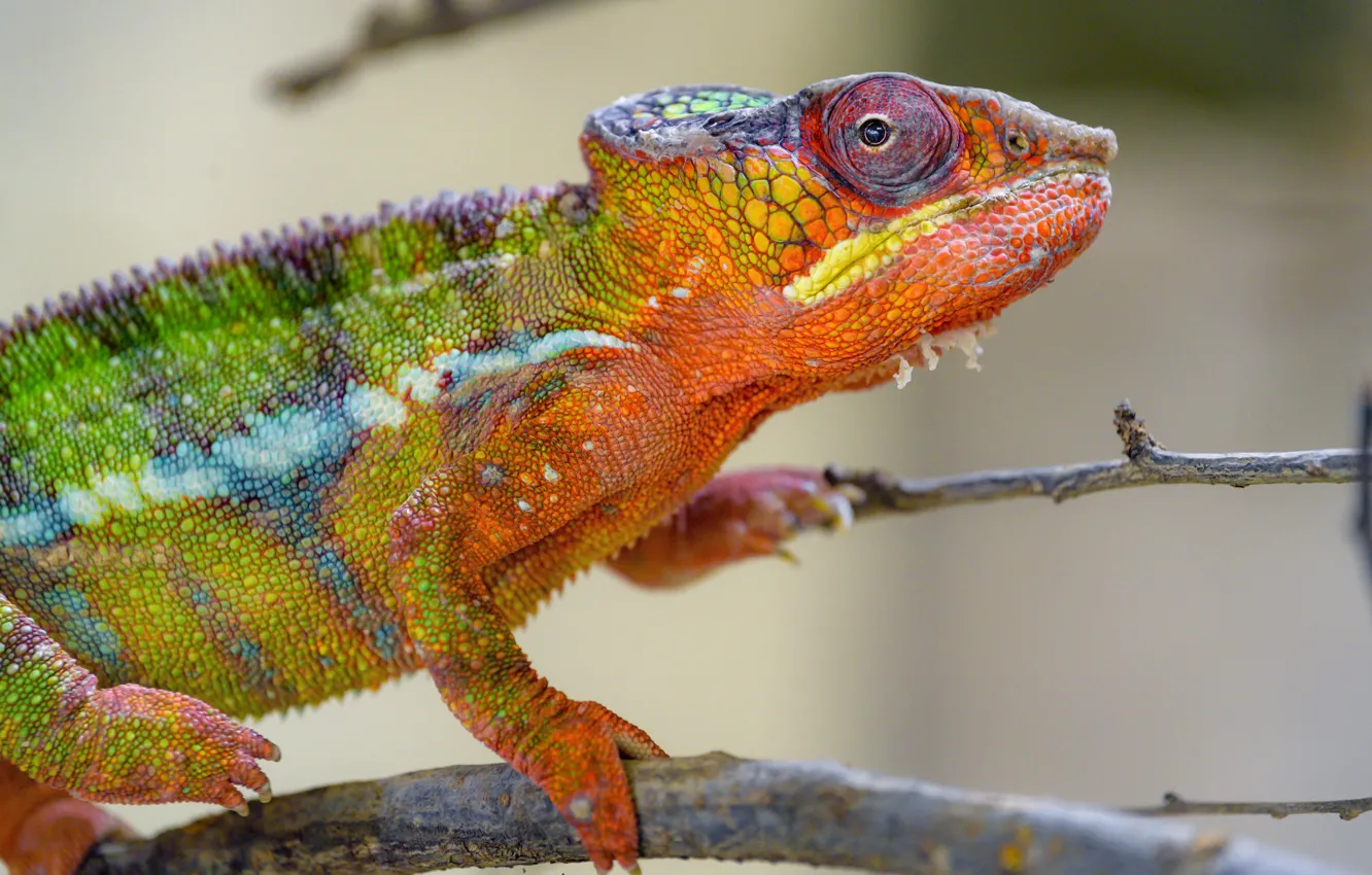 Photo wallpaper branches, chameleon, reptile, rainbow, bright color