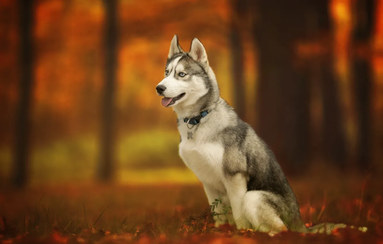 Photo wallpaper autumn, dog, husky, bokeh