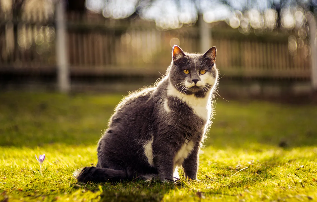 Photo wallpaper cat, cat, light, grey, glade, the fence, sitting, bokeh