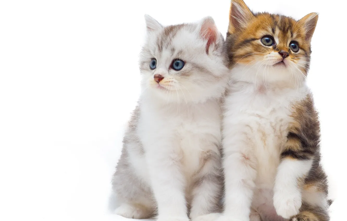 Photo wallpaper white, background, kittens