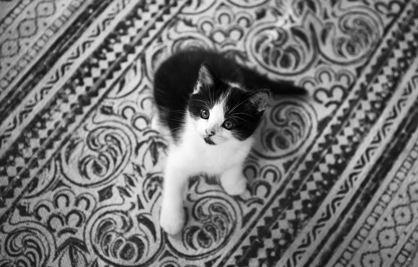 Photo wallpaper look, carpet, baby, black and white, kitty, monochrome