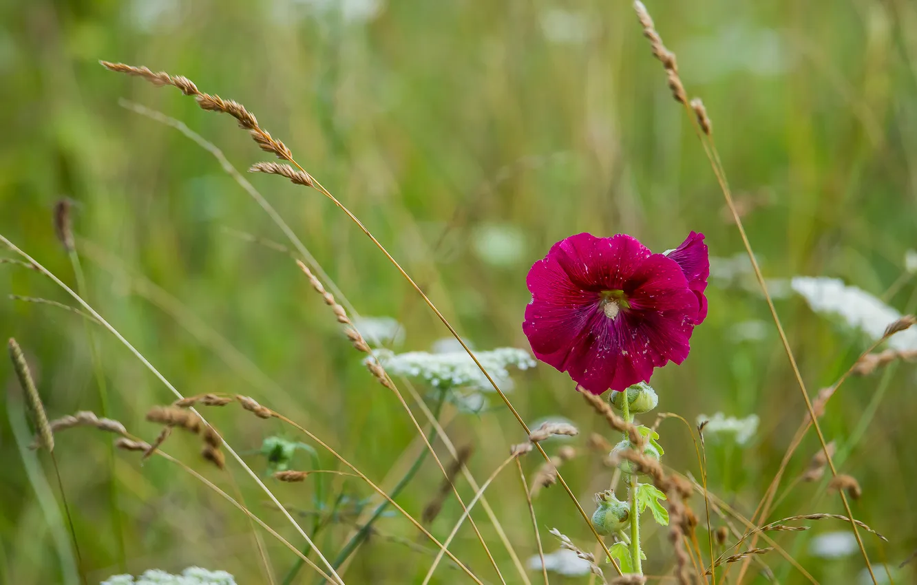 Photo wallpaper field, summer, grass, flowers, nature, mallow
