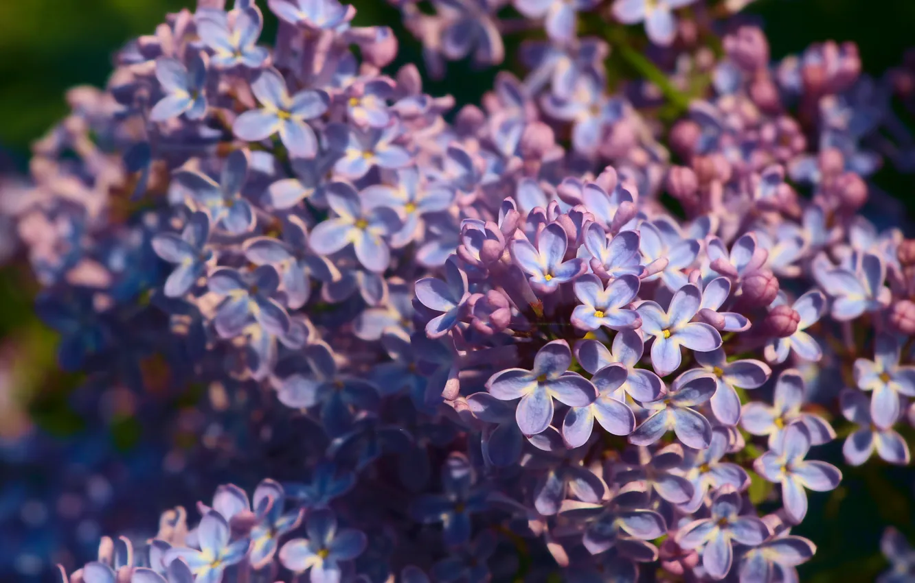 Photo wallpaper flower, spring, lilac, blooming