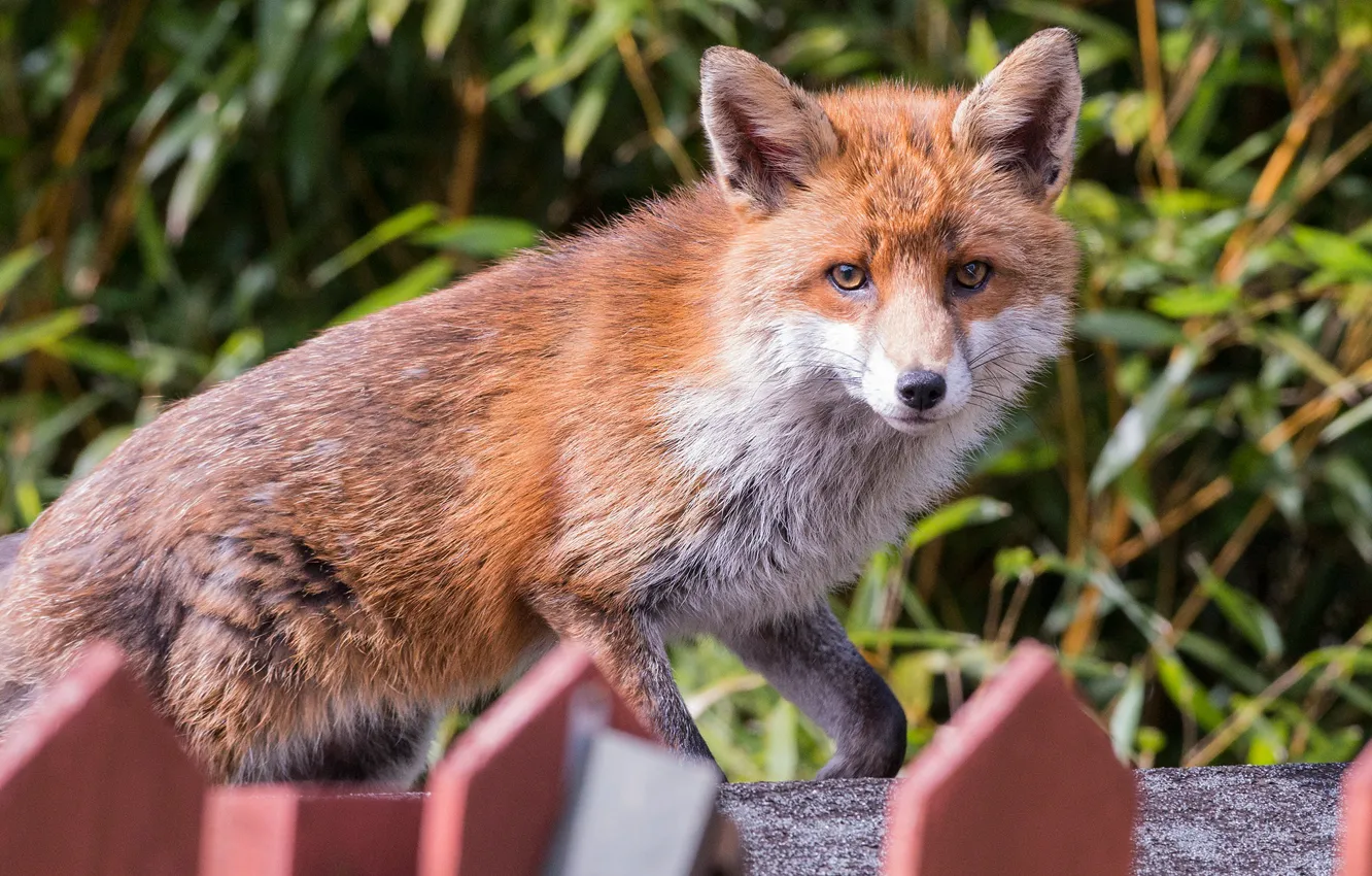 Photo wallpaper look, the fence, Fox, red