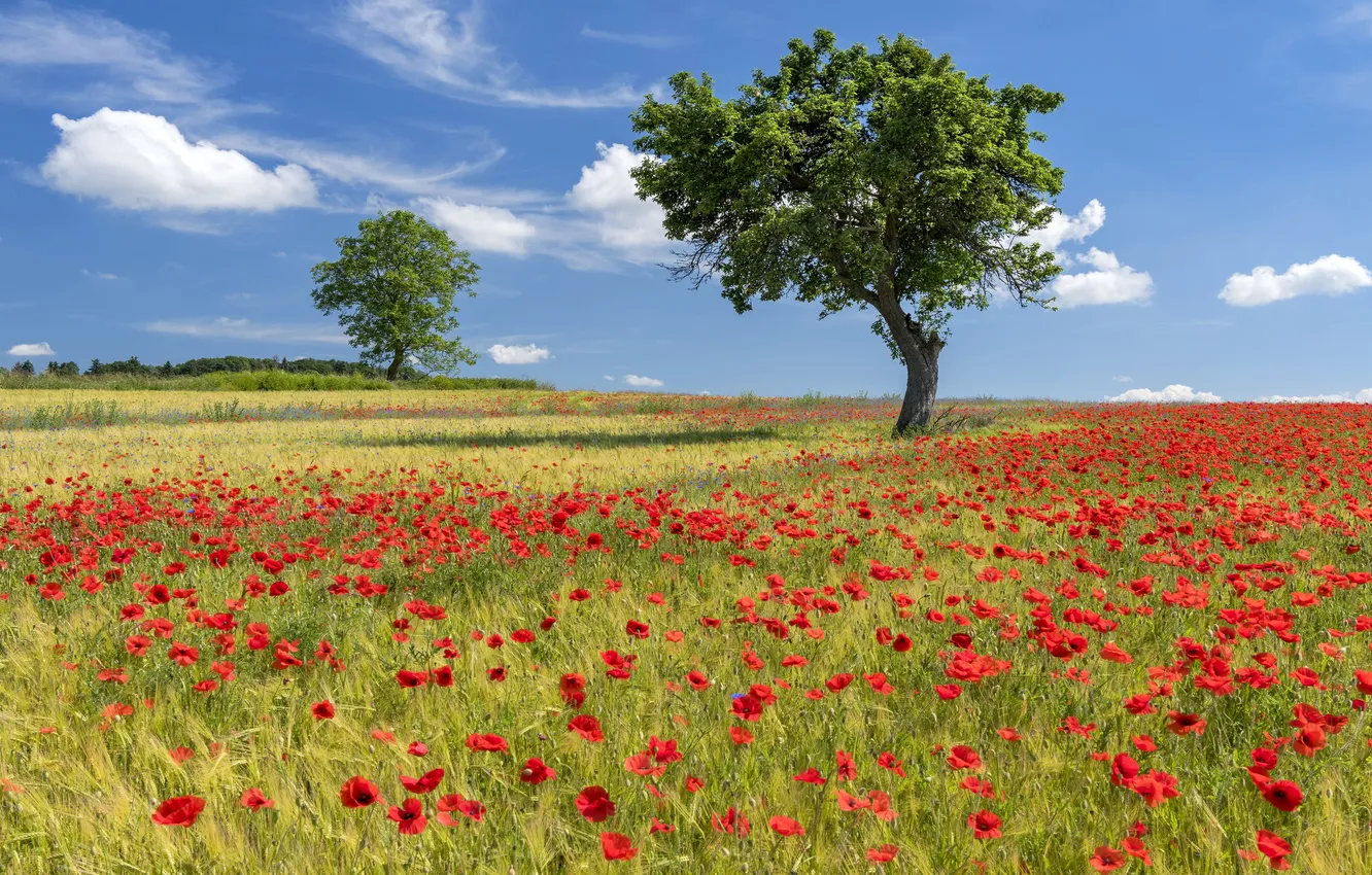Photo wallpaper trees, Maki, poppy field