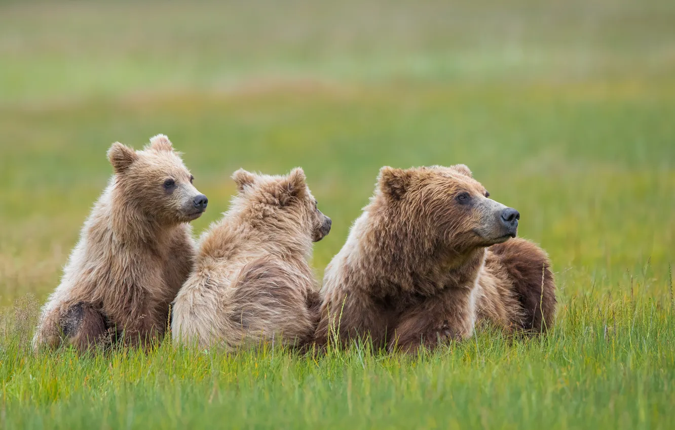 Photo wallpaper grass, bear, meadow, bear, bokeh, bear