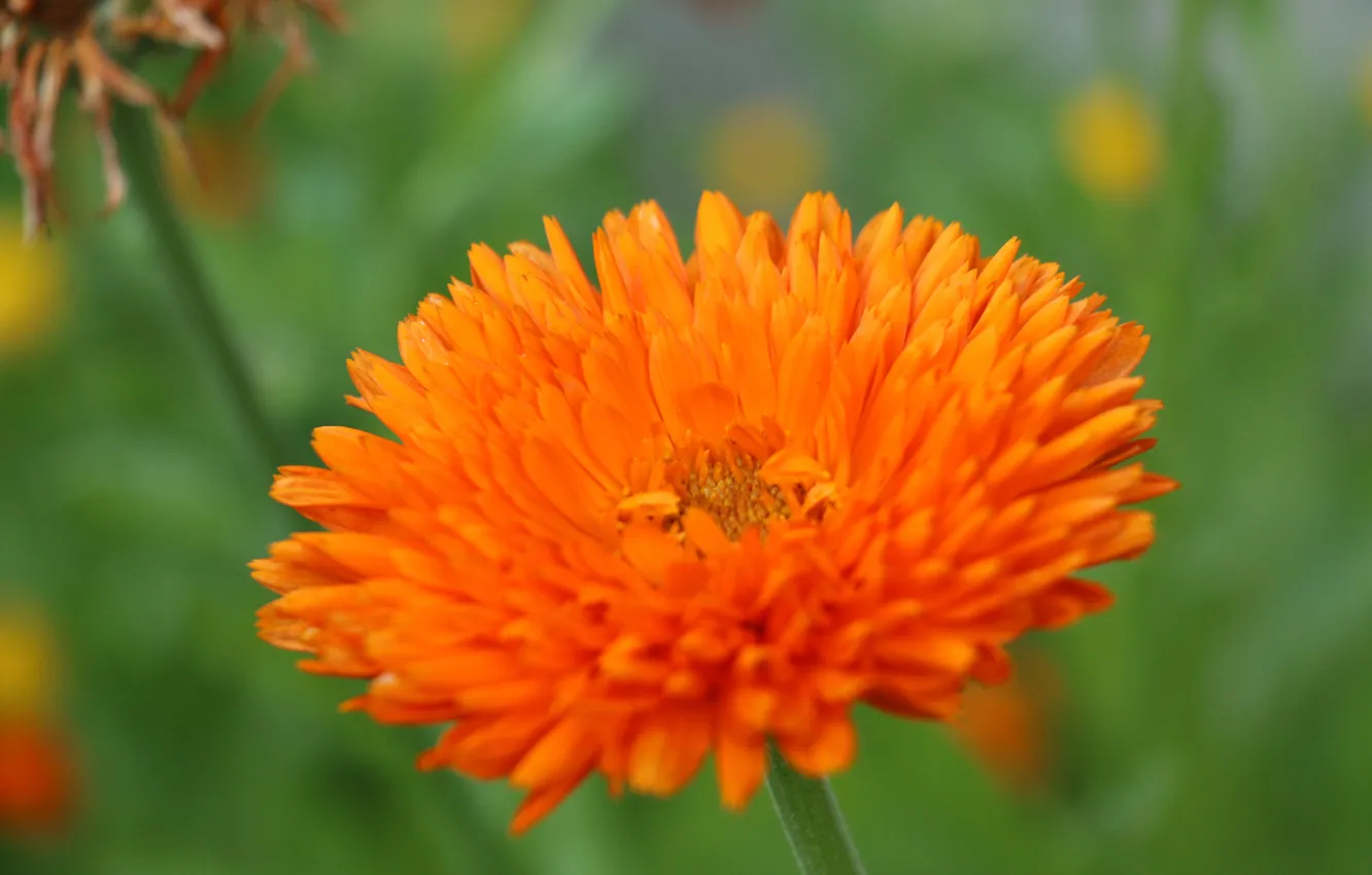 Photo wallpaper summer, grass, macro, orange, nature, marigolds, calendula