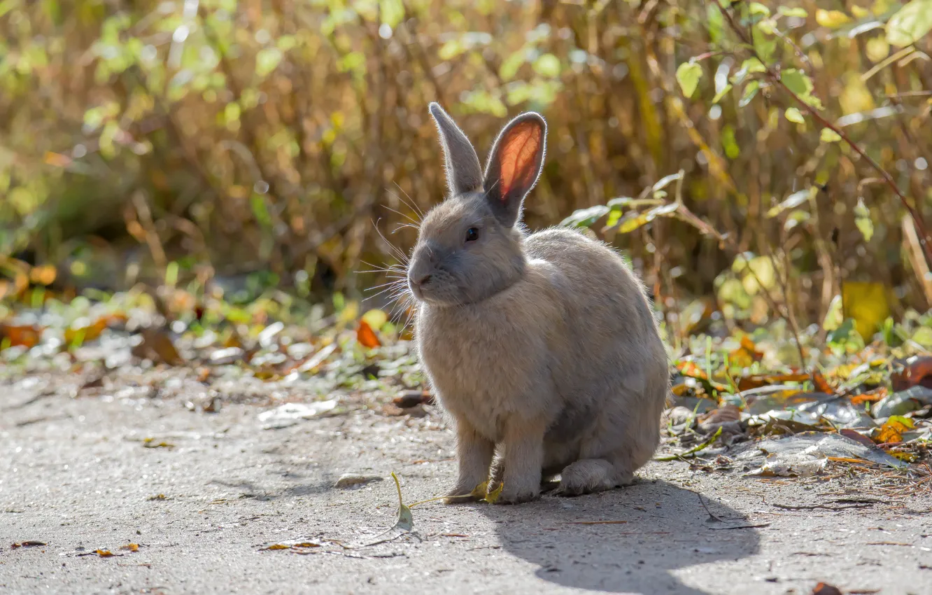 Photo wallpaper autumn, animal, rabbit, ears, looks you in the eye