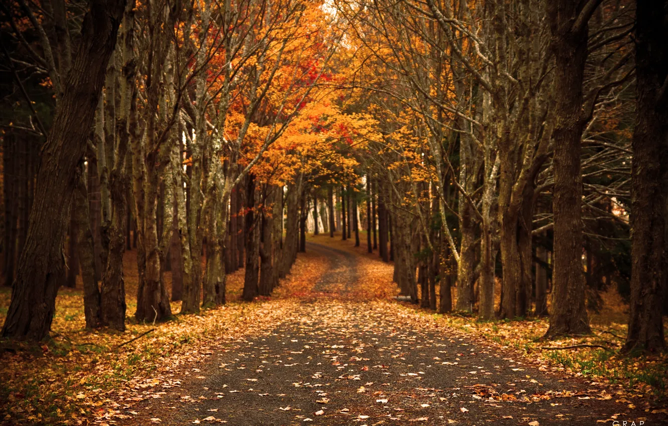 Photo wallpaper road, autumn, nature, foliage